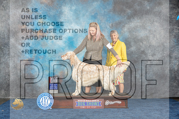 English Setter #9 Wed BOS Judge Del RichardsMJP_1178_HOUSTON_2023_HR3