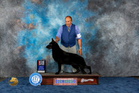 German Shepherd Dog 336 Wed BOS Judge Joan Luna Liebes