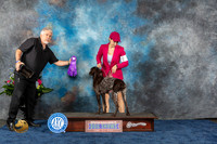 German Shorthaired POinter #6 Wed WB Judge Cindy Lane