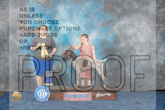 German Shorthaired Pointer #J520 Wed BJr Judge Kimberly BettandorfMJP_1346_HOUSTON_2023_HR3