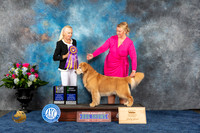 Golden Retreiver #29 Wed BOBBVet Judge Betsy Smith