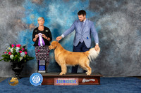 Golden Retriever #25 Wed RWD Judge Cheryl Patterson