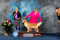 Golden Retriever #32 Wed WBCH Judge Cheryl Patterson