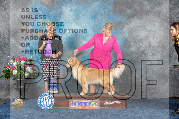 Golden Retriever #32 Wed WBCH Judge Cheryl PattersonMJP_1526_HOUSTON_2023_HR3