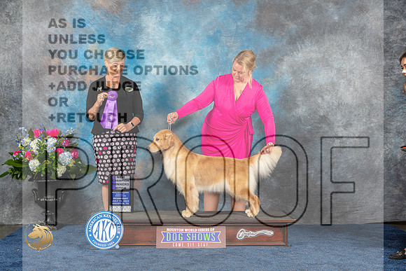 Golden Retriever #32 Wed WBCH Judge Cheryl PattersonMJP_1528_HOUSTON_2023_HR3