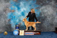 Golden Retriever #39 Wed BIS Judge Franklin