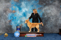 Golden Retriever #39 Wed BPIS 6 9 Judge Betsy Smith