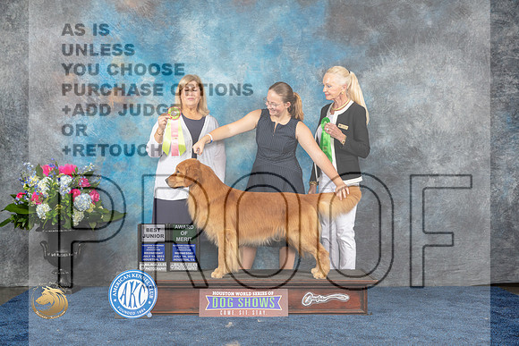 Golden Retriever #47 Wed AOM BJR Betsey Smith Ellen ScholtzMJP_1477_HOUSTON_2023_HR3