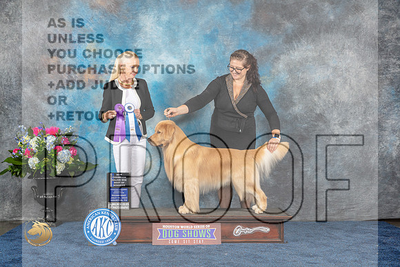 Golden Retriever #53 Wed BOWMCH Judge Betsy SmithMJP_1567_HOUSTON_2023_HR3