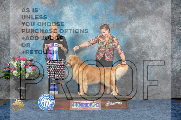 Golden Retriever #59 Wed BOWM Judge Cheryl PattersonMJP_1548_HOUSTON_2023_HR3