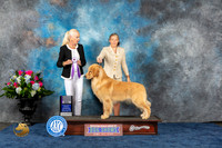 Golden Retriever #73 Wed RWD Judge Betsy Smith