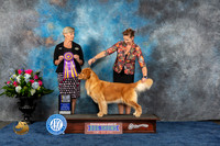 Golden Retriever #74 Wed BOB Judge Cheryl Patterson
