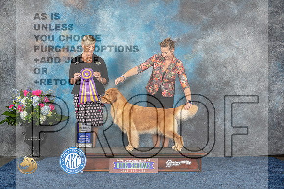 Golden Retriever #74 Wed BOB Judge Cheryl PattersonMJP_1540_HOUSTON_2023_HR3