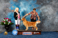 Golden Retriever #74 Wed BOS Judge Betsy Smith