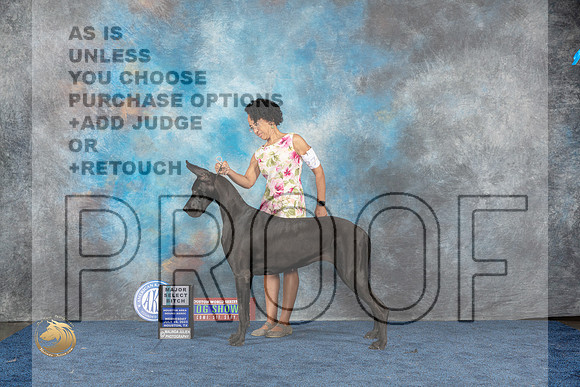Great Dane #18 Wed SB Judge SimmonsMJP_1127_HOUSTON_2023_HR3