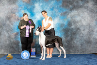 Great Dane #34 Wed BOSS Judge Fails