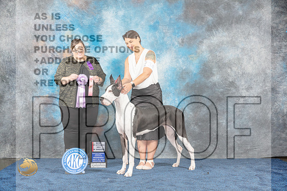 Great Dane #34 Wed BOSS Judge FailsMJP_0851_HOUSTON_2023_HR3