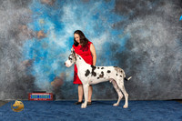 Great Dane #41 Wd WOM OHBISS Judge Nancy Simmons r