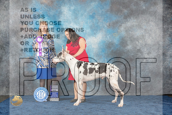 Great Dane #43 Wed RWD Judge SimmonsMJP_0916_HOUSTON_2023_HR3