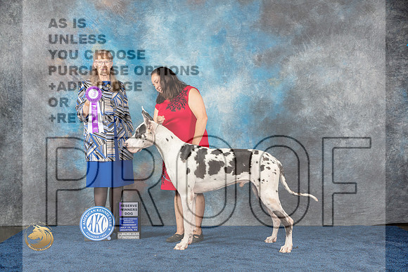 Great Dane #43 Wed RWD Judge SimmonsMJP_0917_HOUSTON_2023_HR3