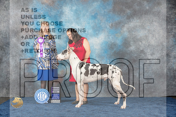 Great Dane #43 Wed RWD Judge SimmonsMJP_0919_HOUSTON_2023_HR3