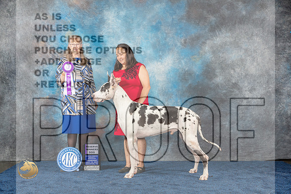 Great Dane #43 Wed RWD Judge SimmonsMJP_0922_HOUSTON_2023_HR3