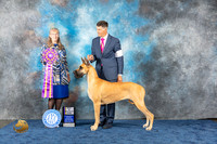 Great Dane #45 Wed BIS Judge Simmons