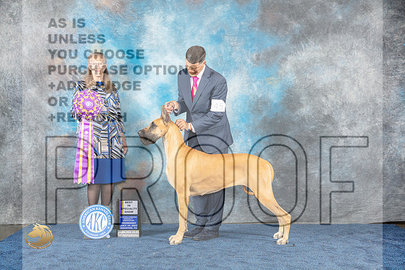Great Dane #45 Wed BIS Judge SimmonsMJP_0893_HOUSTON_2023_HR3