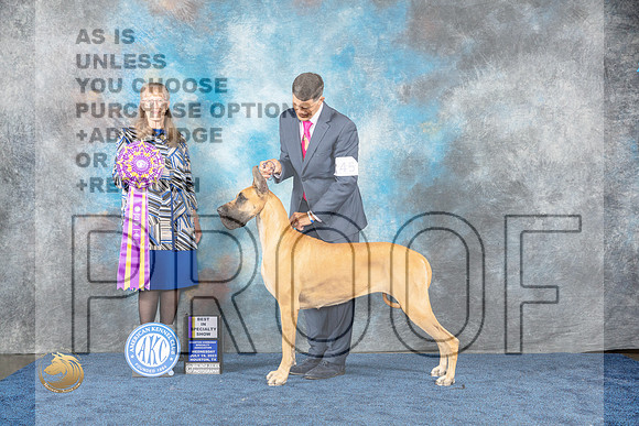 Great Dane #45 Wed BIS Judge SimmonsMJP_0895_HOUSTON_2023_HR3