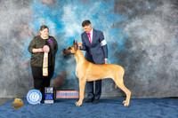 Great Dane #52 Wed BIS Judge Fails