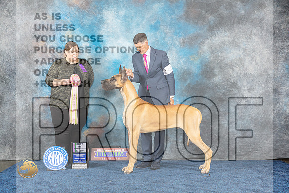 Great Dane #52 Wed BIS Judge FailsMJP_0857_HOUSTON_2023_HR3