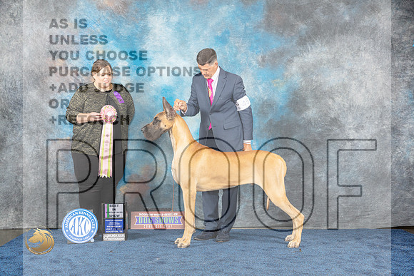 Great Dane #52 Wed BIS Judge FailsMJP_0864_HOUSTON_2023_HR3