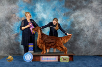 Irish Setter #17 Wed BISS Judge Lane