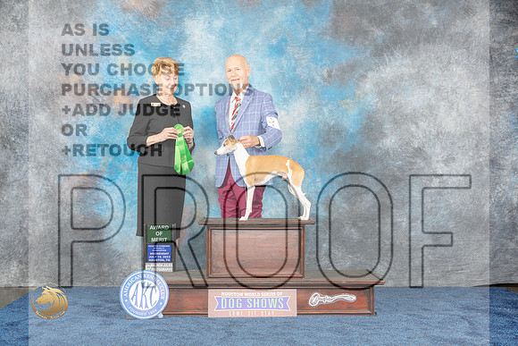Italian Greyhound #19 Wed AOM Judge ResnickMJP_0817_HOUSTON_2023_HR3