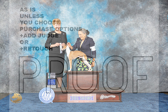 Italian Greyhound #9 Wed SD Judge ResnickMJP_0832_HOUSTON_2023_HR3