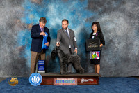 Kerry Blue Terrier #11 Wed G1 Judge Charles Olvis