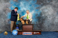 Norwich Terrier #11 Wed G3 Judge Charles Olvis