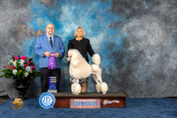 Poodle Std #38 Wed WB Judge Ray Filburn jr