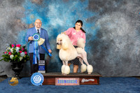 Poodle Std #J526 Wed BJr Judge Ray Filburn jr