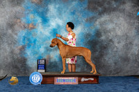 Rhodesian Ridgeback #27 Wed WD BOW Judge Capozzi
