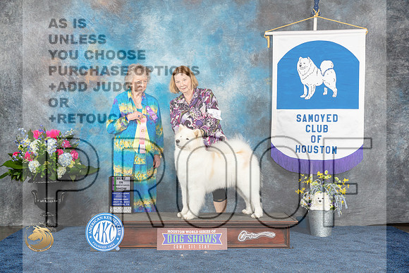 Samoyed ##12 Wed Bsweeps Judge Judy DavisMJP_1405_HOUSTON_2023_HR3
