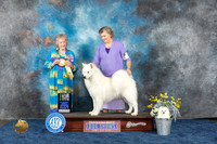 Samoyed #9 Wed BISweeps Judge Judy Davis