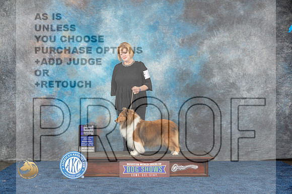 Sheltie #8 Wed WB Judge TrotterMJP_1156_HOUSTON_2023_HR3