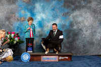 Shetlan Sheepdog #22 Wed BOS Judge Patricia V Trotter
