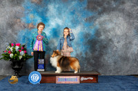 Shetland Sheepdog #15 Wed BOB Judge Patricia V Trotter