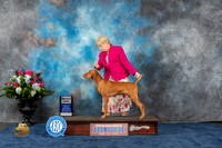 Vizsla #31 Wed SD Judge Cindy Lane