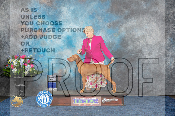 Vizsla #31 Wed SD Judge Cindy LaneMJP_1656_HOUSTON_2023_HR3