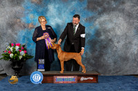 Vizsla #6 Wed BISS Judge Cindy Lane