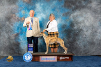 Whippet #11 Wed WD NC Judge Eric Liebes