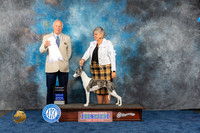 Whippet #30 Wed G4 Judge Eric Liebes
